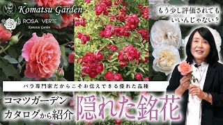 【バラの品種紹介】隠れた銘花 [upl. by Rachele]