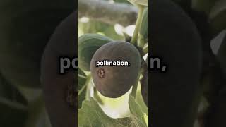 The Deadly Secret of Figs and Bees 🐝🌿 [upl. by Adnilec]