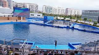 The dolphin show Oceanografic  Valencia  2019 [upl. by Aneloj]