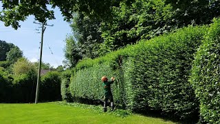 Trimming A Privet Hedge [upl. by Nylegna]