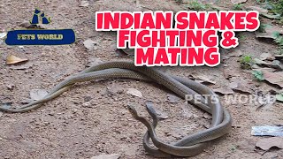 HUGE RAT SNAKES FIGHTING AND MATINGRAT SNAKES LOVE INDIAN SNAKES MATING VIDEO 2020 [upl. by Chouest]