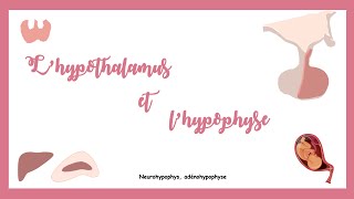 Lhypothalamus et lhypophyse Système endocrine [upl. by Balsam]