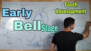 Drawing of Bud stage  Tooth development [upl. by Dorin]