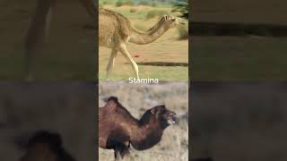 Dromedary Camel vs Bactrian Camel shorts [upl. by Almat]