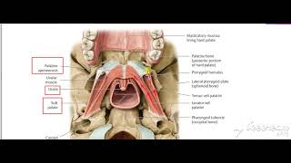 Musculus uvula [upl. by Euqirat]