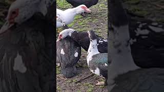 Muscovy Ducks Fighting [upl. by Charin426]