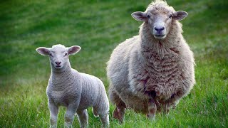 Your Guide to the Differences Between Sheep and Lambs and Why It Matters [upl. by Zoe384]