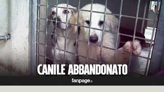 Roma canile quotabbandonatoquot dal Comune quotQui manca tutto abbiamo denunciato il Campidoglioquot [upl. by Lewie]