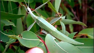 Phasmid  Giant Stick Insect  Leaf Insect  Tropidoderus childrenii [upl. by Redneval]