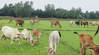 গরু ভরা গ্রাম।গ্রামের অর্থনীতি চাঙ্গা।A village full of cowsThe economy of the village is strong [upl. by Laehcim186]