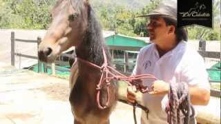 Cabezal Sierra Horse Halter especial para corrección de problemas  wwwdelcaballistacom HD [upl. by Amzu]