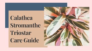 Calathea Stromanthe Triostar Care Guide And Propagation [upl. by Ayenat]