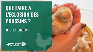 TUTO Que faire à l’éclosion de mon poussin   Jardinerie Gamm vert [upl. by Jobe]