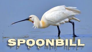 Eurasian spoonbill call spoonbill sound [upl. by Eiznekcm966]