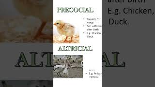 PRECOCIAL ALTRICIAL [upl. by Burroughs741]