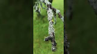 Lichen crabapple tree branches asmr lichen tree crabapple nature calm relaxing Slowliving [upl. by Hilar]