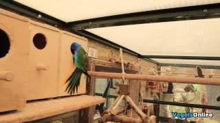 Splendid parkiet zoekt een broedkastje  Scarletchested Parrot Vogelsonline [upl. by Anyk]