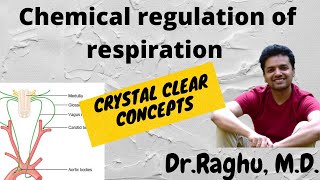 Chemical regulation of respiration [upl. by Llenrub132]