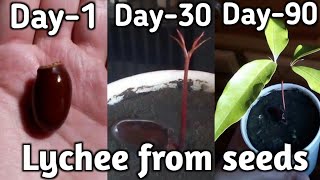 How To Grow Lychee From seeds Grow Lychee Fruit Plant At home [upl. by Prisilla]