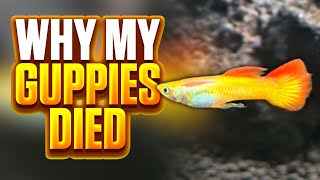 Why My Guppies Died  Avoid These Mistakes In Your Guppy Tank Setup [upl. by Socher]