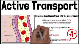 ACTIVE TRANSPORT  Biology GCSE and iGCSE Exam Revision [upl. by Dal]