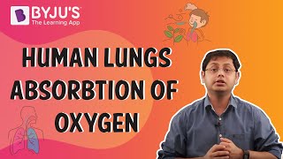 Human Lungs  The Process of Absorbtion of Oxygen [upl. by Yauqram873]