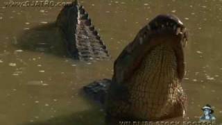 American Alligator Bellowing 03 [upl. by Artemas926]