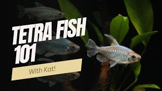 Everything You Need to Know About Tetra Fish Care Types and Tips [upl. by Marshall]