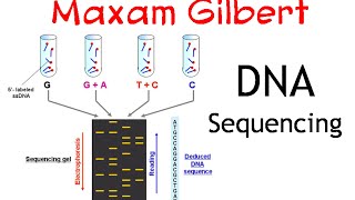 Maxam gilbert DNA sequencing method [upl. by Hpeosj]