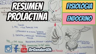 RESUMEN Hormona prolactinafacil y sencillo [upl. by Htrag]