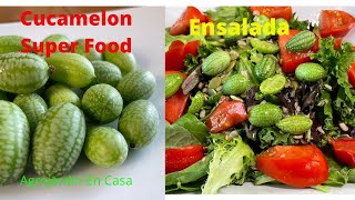 Cucamelon Que Es Nuevo Super Food ensalada [upl. by Sanborne]