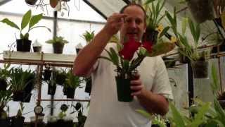 quotHow to Grow Orchidsquot  Tips to REBLOOM a CATTLEYA Orchid and How to rehydrate Sphagnum Moss [upl. by Cleopatre737]