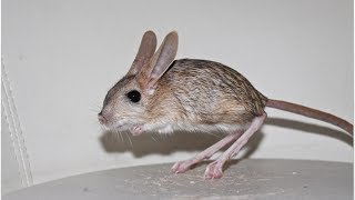 My pet Jerboa [upl. by Idalla790]