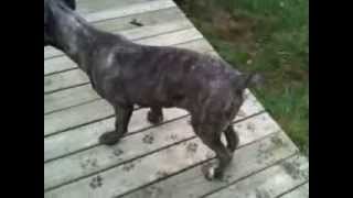 Hip Dysplasia in Cane Corso Mastiff [upl. by Demmahum]