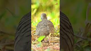 Turtle doves scratch for bait in the grass and straw birds nature wildlife [upl. by Teodorico]