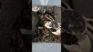 crabs The ultimate Krabby Patty Secret crab roe recipe crab [upl. by Ress]