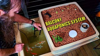 How to Set Up a Balcony Aquaponics System [upl. by Campman931]