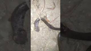 cobra snake in province of cebu Philippines kolongobrothersvlog viral [upl. by Akerue]