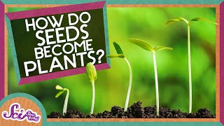 How Does A Seed Become A Plant  Backyard Science  SciShow Kids [upl. by Ycak]