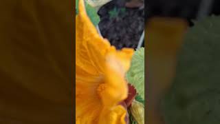 Harvesting squash flower for cooking vegetable harvest flower beautiful healthy food short [upl. by Nessim]