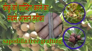 Sapodilla Tree Grafting chiku plant ki grafting चीकू के पेड़ पर कलम बाधने का तरीका sapota [upl. by Audly907]