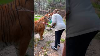 Oseriezvous faire un bisou à un tigre  lion normandie tiger bigcats chat [upl. by Oahc]