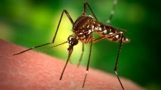 Santé  Tout savoir sur le paludisme ou malaria [upl. by Enida87]