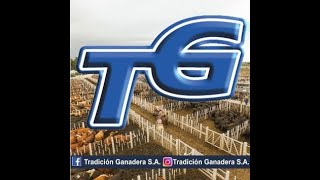 TRADICION GANADERA REMATE GORDO CERES 2108 [upl. by Irap213]