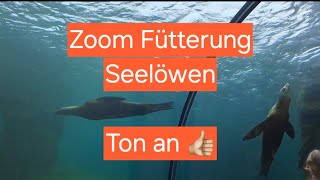 Zoom Zoo Fütterung der Seelöwen Gelsenkirchen Tierfütterung [upl. by Blalock263]