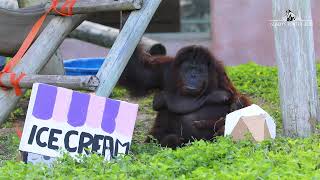 Dodie the Orangutan Celebrates 47th Birthday [upl. by Olvan]