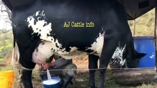 130 Kg Milk Girlando Cow Milking Video  Girlando Cow Farm in India  Girlando Gay  AJ Cattle info [upl. by Margaret]