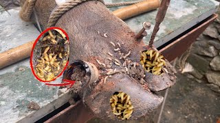 The truth about cutting and trimming cow hooves removing screws stuck in hooves [upl. by Marne]