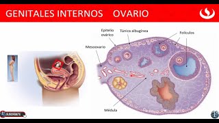 Los Ovarios Desarrollo de Ovogénesis Desarrollo Folicular  Genitales internos Femeninos 👍👍 [upl. by Nicola47]