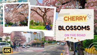 4K CHERRY BLOSSOM IN GWANGALLI BUSAN SOUTH KOREA II APRIL 01 2023 [upl. by Stoecker]